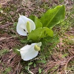 カキズ カフェ - 