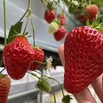 原田いちごファーム - 