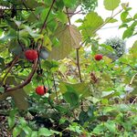 モンサンターブル - 