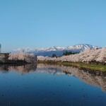 ラーメン山岡家 - お堀と満開の桜、遠くにそびえる妙高山、綺麗です　!(^^)!
