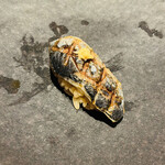 鮨 一二郎 - イワシ   泉州春木港