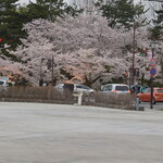 津軽衆 - 弘前公園の桜　満開です