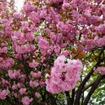 Champon Ikkaku - 円山さくら通りの「桜」