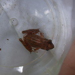 再度山荘 - 近くの小川にいたアカガエル