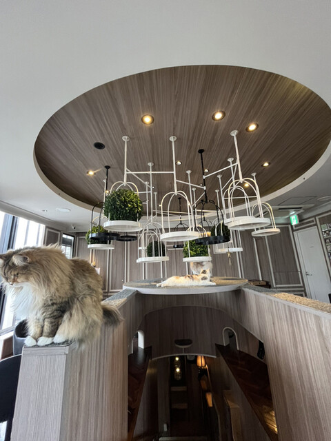 渋谷公園通り店｜猫カフェ MOCHA(モカ)