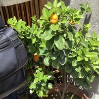 竹ざき - 
