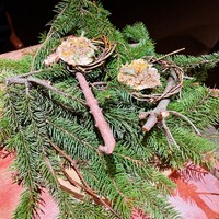 jinen. - 白魚のフリット
                    蕗味噌マヨ