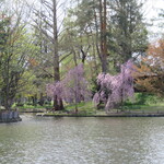 生姜ラーメン みづの - 常磐公園