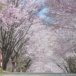 なかの食堂 - 世界一の桜並木
