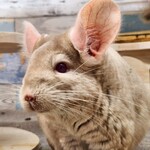 CHINCHILLA FOIRE - 