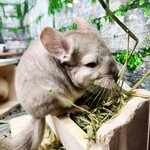 CHINCHILLA FOIRE - 