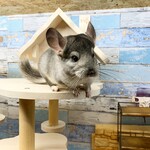 CHINCHILLA FOIRE - 