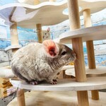 CHINCHILLA FOIRE - 