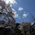 Sensaiya Benichou - 桜がとてもきれいでした。