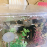 江戸一 - 入口水槽にいたチビ魚たち
      グッピーとのことです