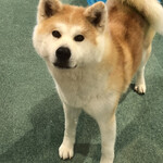 Akita Inu No Sato Omiyage Kona - 店内