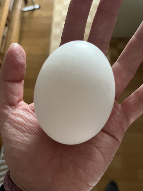 道東鶏卵 - 釧路（その他）の写真