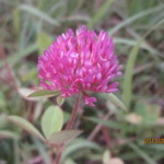 転石 - 土手散策②アカツメクサちゃん♪