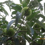 転石 - 土手散策③栗もなってる♪