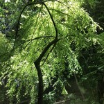 MOKICHI TRATTORIA - 窓からの木々