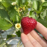 姫路ハートフル観光農園 - 