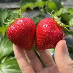 姫路ハートフル観光農園 - 