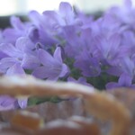 アシッドラシーヌ - ショソンポムとベルフラワー