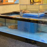 春日井 甲羅本店 - 