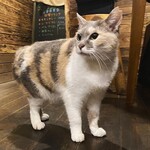 スパイスバル猫六 - 