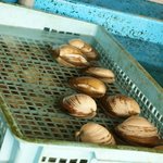 やきはまぐり かねよし - 直売所のはまぐり