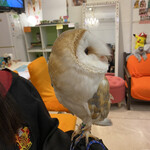 フクロウのみせ - 