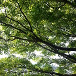 釜めし なかい - 庭の木々。もみじは秋にはきれいになるだろう。