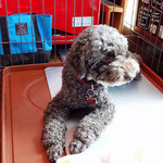 マグズカフェ - まぐ店長（毎月第一日曜日出勤）