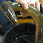 かぶと - 静岡産天然鰻