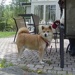 軽井沢の芽衣 - ここで暮らしたいワン