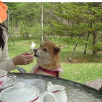 軽井沢の芽衣 - ちみっともらっただ