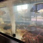 博多豊一 - 生簀