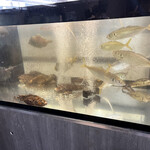 博多豊一 - 生簀