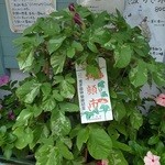 ひみつ堂 - 朝顔