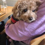 107cafe+dogs - cafeデビュー13歳どーちゃん