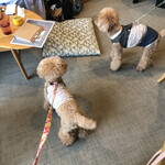 107cafe+dogs - みるここ