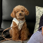 107cafe+dogs - 激かわふうたくん