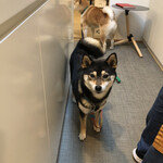 107cafe+dogs - ナナちゃんとてんくんのお尻