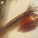 寿司・日本料理 みのわ - 