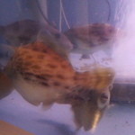 寿司・日本料理 みのわ - 