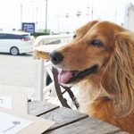 ダブルドアーズ - 