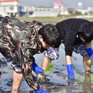 在众多的伙伴中从插秧到收割稻子一气呵成充满爱意的近江米