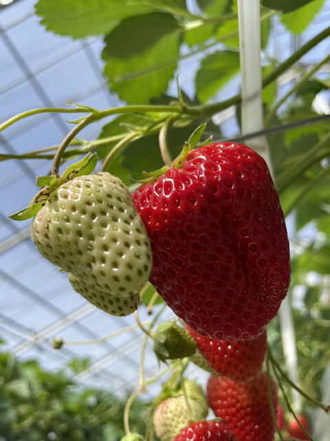 マルナカファーム（MARUNAKA FARM ） - 安達（その他）の写真