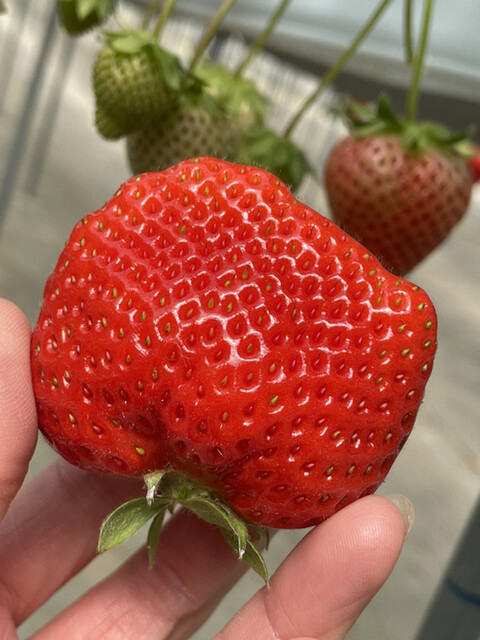 マルナカファーム（MARUNAKA FARM ） - 安達（その他）の写真