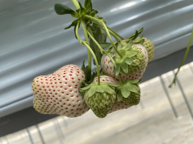 マルナカファーム（MARUNAKA FARM ） - 安達（その他）の写真